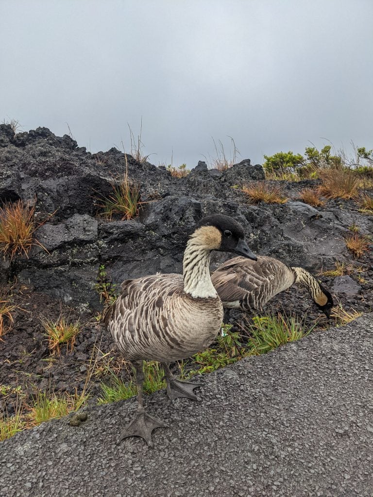 Two Nene Geese, The State Bird of Hawaii In Volcanoes National Park.