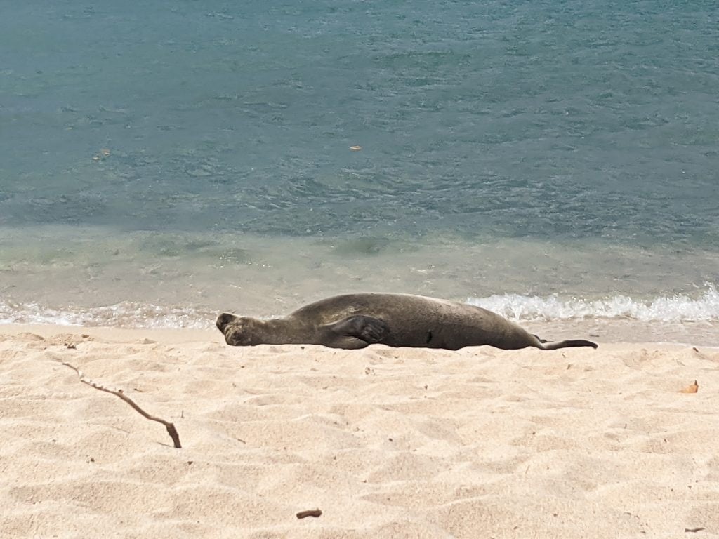 A Seal Laying Face Up On The Beach Near Kona, Hawaii.