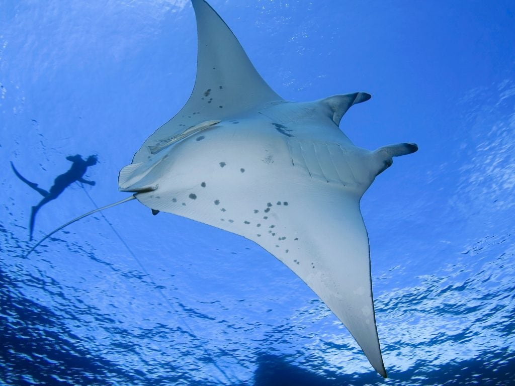 Scuba Diving With Manta Rays At Night On The Big Island of Hawaii.