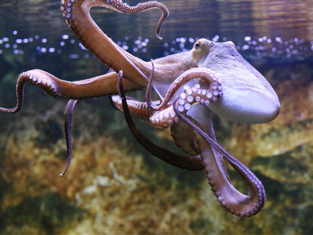 An Octopus In A Tank.