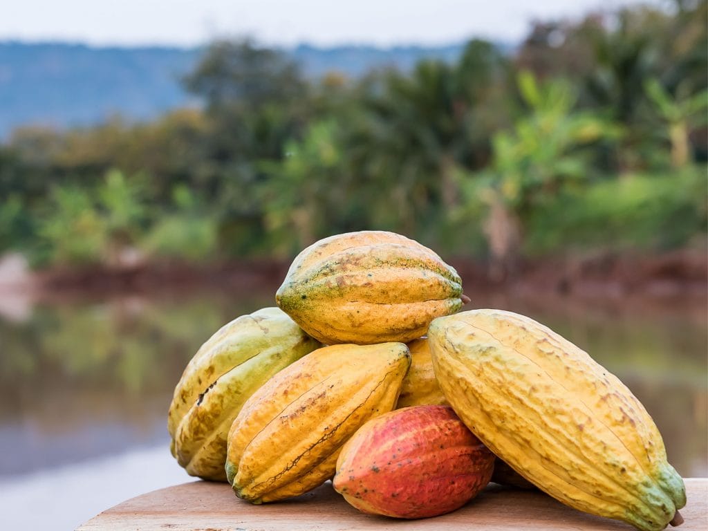 Cacao Fruit Sitting On A Table.