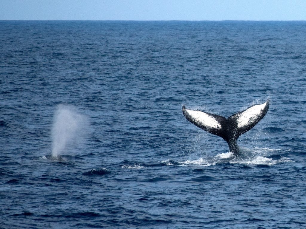 Two Whales In The Ocean Surrounding The Big Island of Hawaii; One Whale's Tail And Another Whales Blower.
